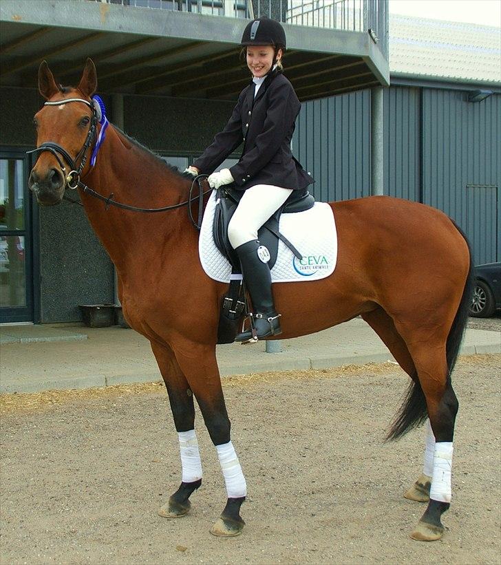 Hannoveraner ROMANA - LC1 til 65,41% første stævne <3 billede 5