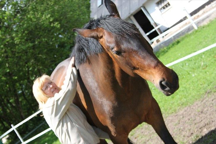 Dansk Varmblod Bjeregårdns Haløj  - Forår 2011 :)  billede 11