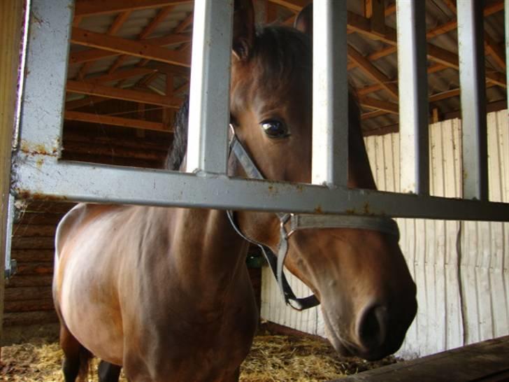 Dansk Varmblod Bjeregårdns Haløj  - sommer 2009 billede 12