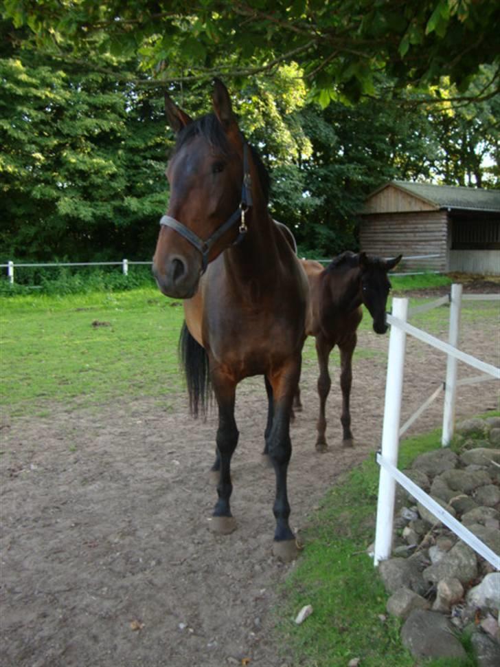 Dansk Varmblod Bjeregårdns Haløj  - sommer 2009 billede 13