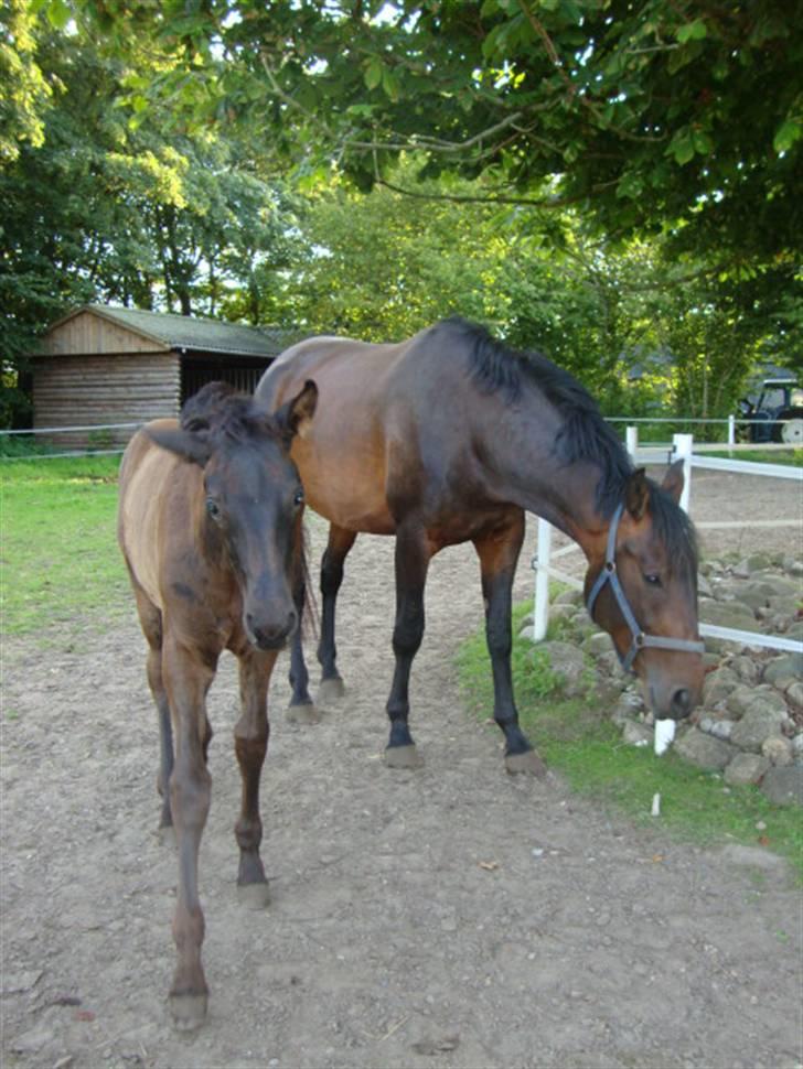 Dansk Varmblod Bjeregårdns Haløj  - sommer 2009 billede 14