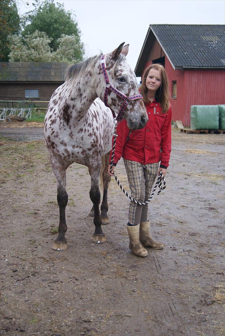 Knabstrupper Flying Vendetta (Bisse$;) - Bisse & mig :i eeeelsker dig hest ! <3 billede 2