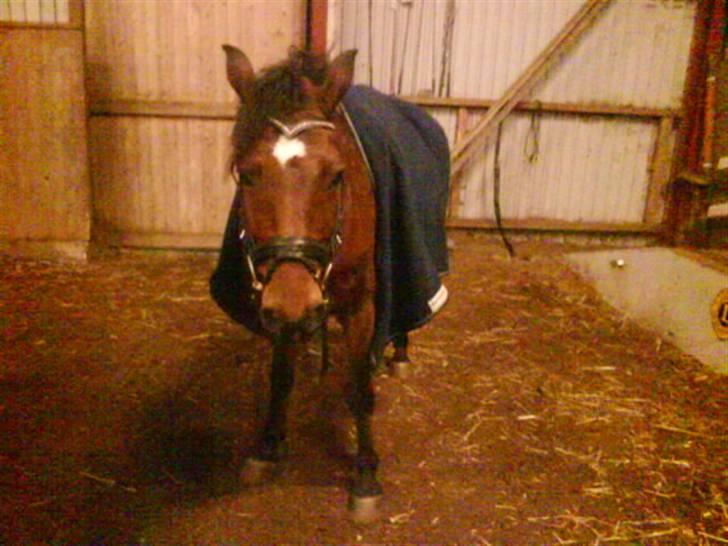 DSP Bæklunds Lavét  SOLGT (R.I.P) billede 8