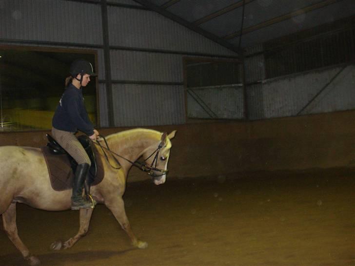 Palomino Jolly Jumper *solgt* billede 3