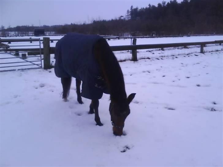 DSP Bæklunds Lavét  SOLGT (R.I.P) billede 9