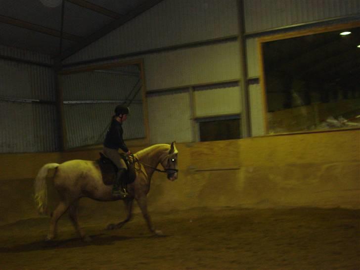 Palomino Jolly Jumper *solgt* billede 6