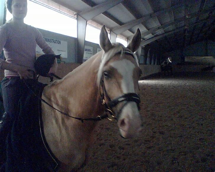 Palomino Jolly Jumper *solgt* billede 7