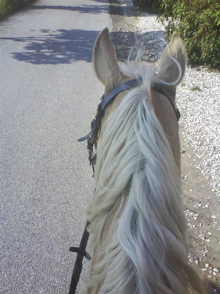 Palomino Jolly Jumper *solgt* billede 8