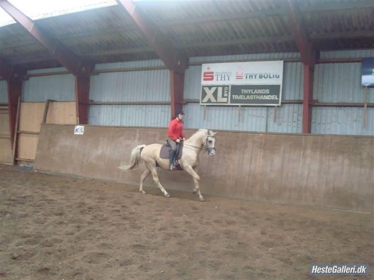 Palomino Jolly Jumper *solgt* billede 5