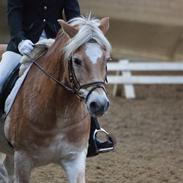 Haflinger Mistral