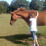 Anden særlig race Robin