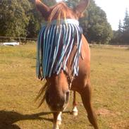 Anden særlig race Robin