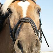 Haflinger Rocky 'Flyttet' 