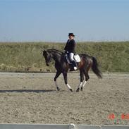 Trakehner  Tete De La Course