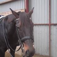 Trakehner  Tete De La Course