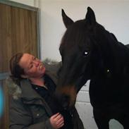 Trakehner  Tete De La Course