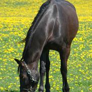 Anden særlig race R.I.P Min elskede Queen