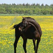 Anden særlig race R.I.P Min elskede Queen