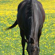 Anden særlig race R.I.P Min elskede Queen