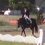 Trakehner  Tete De La Course