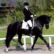 Oldenborg Whitney (Solgt)