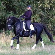 Oldenborg Whitney (Solgt)