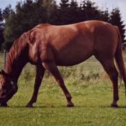 Dansk Varmblod Casuri