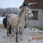 Welsh Partbred (Sec F) Tarzan  ( R.I.P )