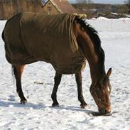 Appaloosa Rainbow