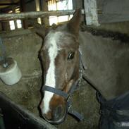 Anden særlig race Mimmi <`3 (SOLGT)