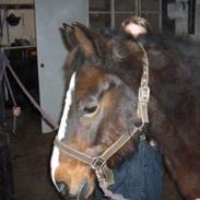 Anden særlig race Lina