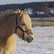 Fjordhest Mastrup Chanett