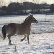 Fjordhest Mastrup Chanett