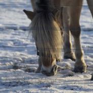 Fjordhest Mastrup Chanett