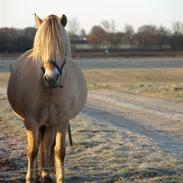 Fjordhest Mastrup Chanett