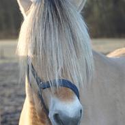 Fjordhest Mastrup Chanett