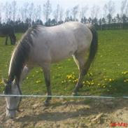 Anden særlig race Cassiopeia