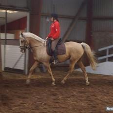 Palomino Jolly Jumper *solgt*