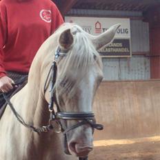 Palomino Jolly Jumper *solgt*