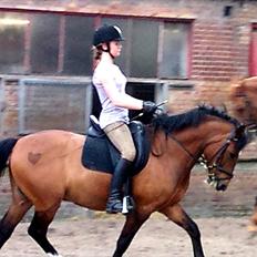 New Forest Marron (PART)