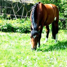 New Forest Marron (PART)