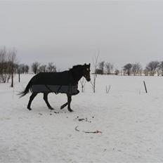 Trakehner Sabo*har redet*