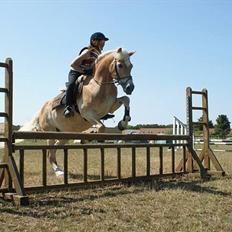 Haflinger Mistral