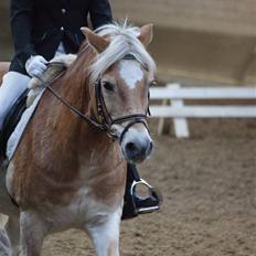Haflinger Mistral