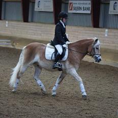 Haflinger Mistral