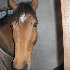 Dansk Varmblod Shakira DS 740