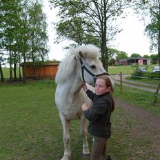 Islænder GLOSSI<3 solgt  :-(