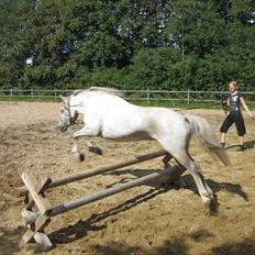 Anden særlig race Mille