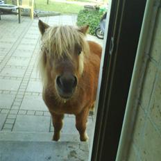 Shetlænder Ågerupgårds Uzo