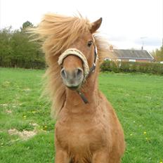 Shetlænder Ågerupgårds Uzo
